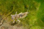 TCTH Entomology Course Deal