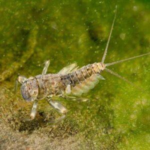 TCTH Entomology Course Deal