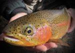 top trout flies course