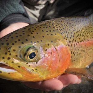 top trout flies course