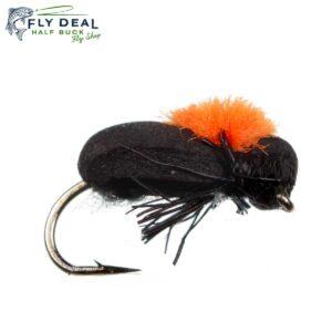 foam beetle terrestrial fly